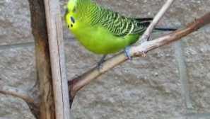 Как можете да определите възрастта на вълнообразен папагал